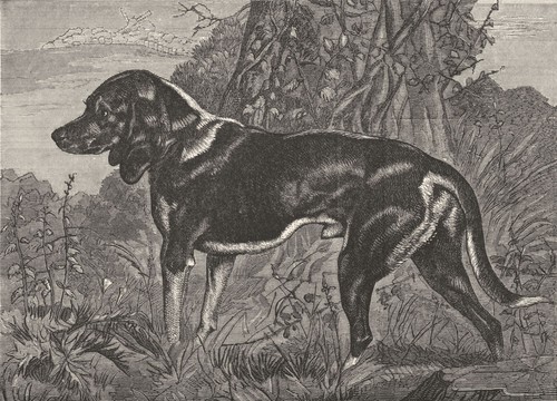 Dogs beagle landseer c1880 - dogs., a