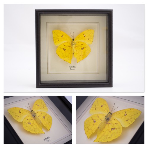 Real rurina butterfly hand - butterfly,