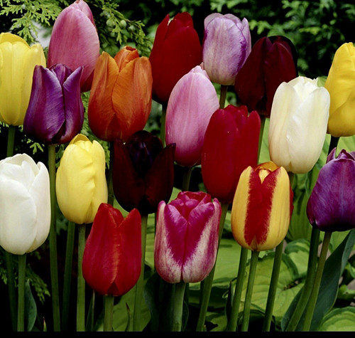 Multicoloured tulip - multicoloured,