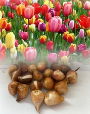 100 mixed darwin - mixed, tulip