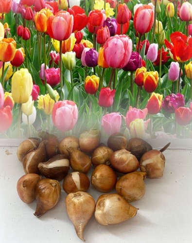 100 mixed darwin hybrid tulip - darwin,
