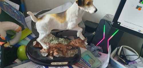Jack russell dog animal - jack,