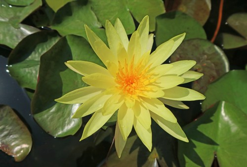 Nymphaea joey tomocik water - 'joey, tomocik'