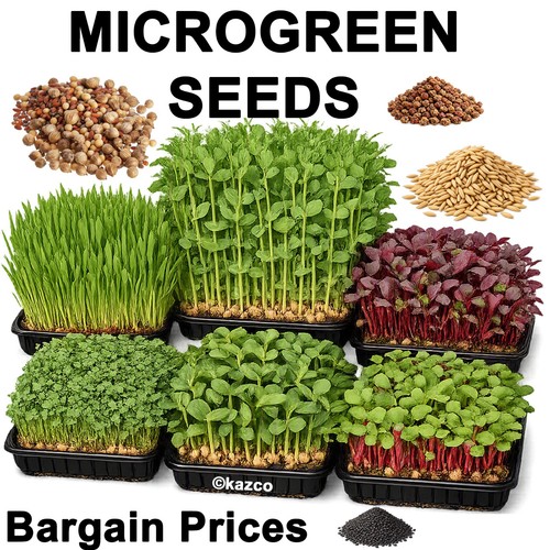 Microgreen seeds sprouting - seeds, &