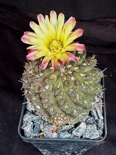 Neochilenia setosiflora