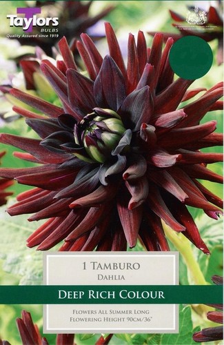 Dahlia semi cactus tamburo - dahlia, semi-cactus