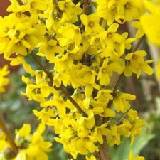 FORSYTHIA 'LYNWOOD' DECIDUOUS