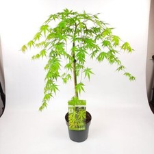 Japanese Maple 'Cascade