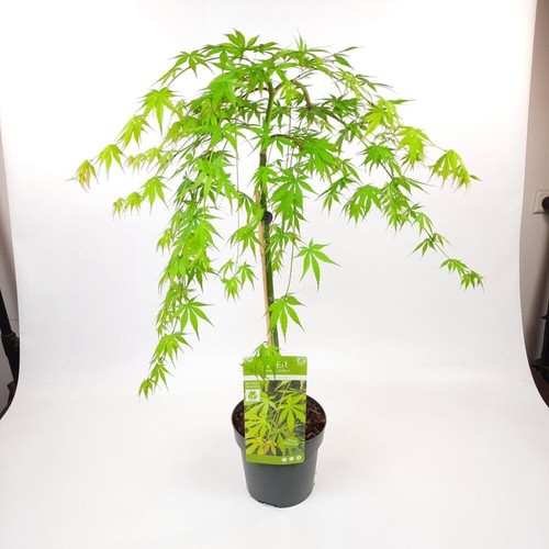 Japanese maple cascade - maple, 'cascade