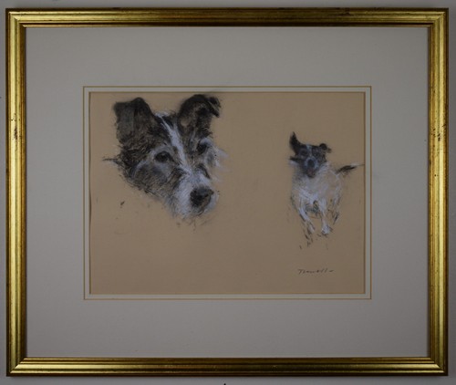 Jack russell terrier original - terrier.,
