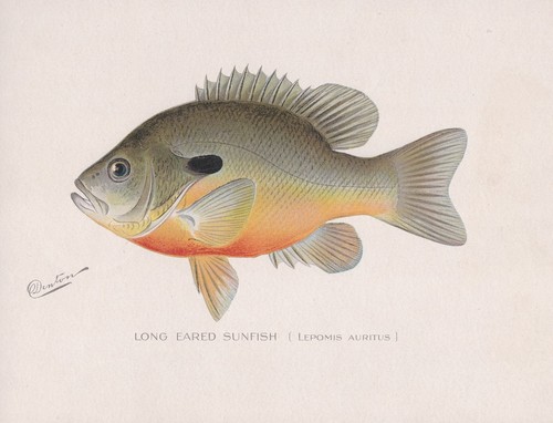 Antique fish print long eared - antique,