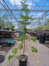 Hardy eucalyptus blue gum - hardy, 120
