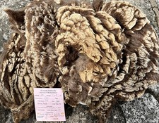 Shetland raw wool fleece - 1.5
