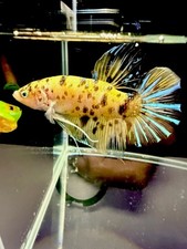 Live Betta Fish Male Giant