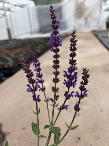Salvia bordeau deep blue - salvia, ‘bordeau