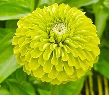 75x Zinnia Giant Envy Seeds -