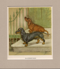 ~ Dachshunds ~ Vernon Stokes Colour Print Genuine Vintage 1947