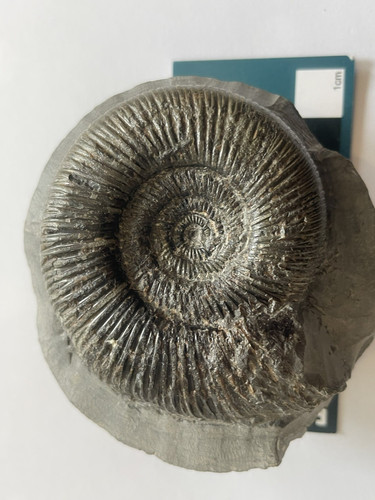 Dactylioceras semicelatum