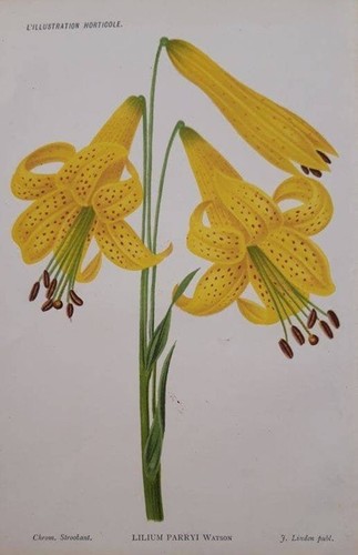 1886 lilium parryi - 1886,