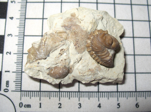Devonian paciphacops kainops - paciphacops,