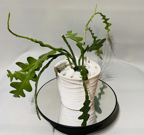 Fishbone cactus epiphyllum - fishbone, |