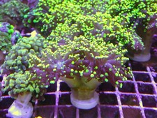 2 Head Green octospawn  Coral Marine Aquarium LPS Hard Coral
