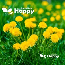 Dandelion - 2000 SEEDS - Taraxacum officinale - Wildflower Seeds - Tortoise food
