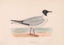 Laughing Gull. Morris's
