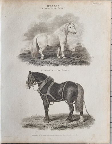 1806 dated antique print - 1806,