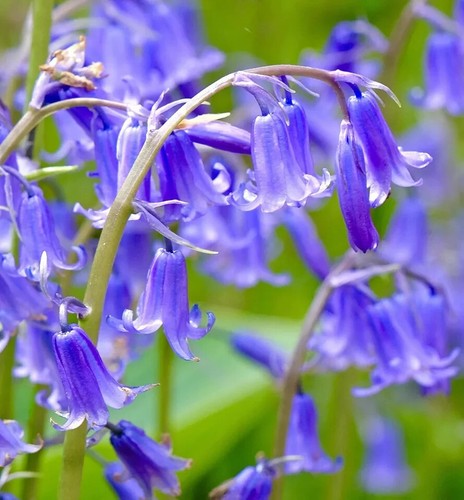 100 scented english bluebells - scented,