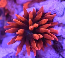 WYSIWYG Black Widow Bubble Tip