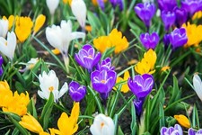 20x Large Flowering Crocus Mixed Spring Bulbs Autumn Planting Hardy Perennials