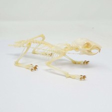 Oriental Squirrel Skeleton