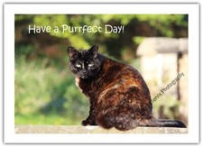 Tortoiseshell Cat Purrfect Day