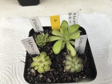 Pinguicula Collection. #4