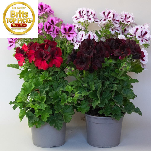 Regal pelargonium geranium - pelargonium,