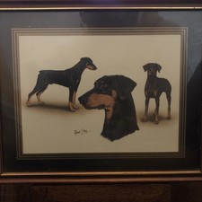 Doberman Pinscher Dogs animal artist Robert. J. May - Signed Framed Print