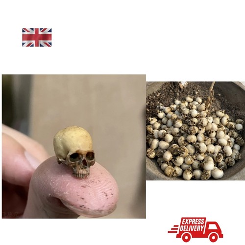 Mini skull decoration high - skull,