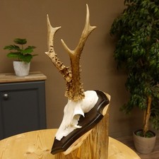 Deer Antlers Deer Weight 250 G Antlers Horn Roe Buck On Trophy Plaque 605.125