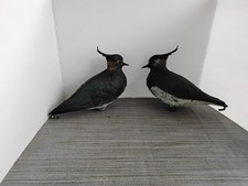 Decoys Lapwings Sport Plastic Made In Italy  X 2