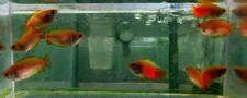 group of 5 red honey gouramis