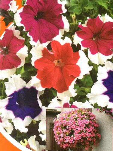 Petunia trailing cascade - 50, x