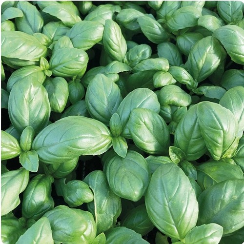 Organic basil plug - (sweet),
