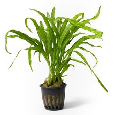 Java Fern ‘Trident’