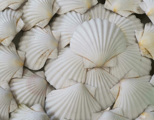 Extra large scottish scallop - large,