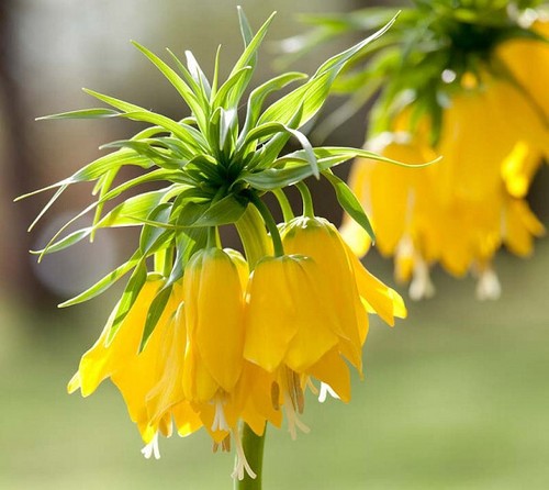 Giant fritillaria lutea - fritillaria,