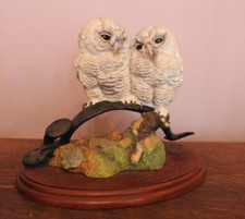 Border Fine Art  Tawny Owlets  Birds by Russell Willis A5206 Owls
