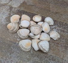Beach Art Craft Supplies Clam Cockles Shells Decoration X 30 Special Picks 4 U