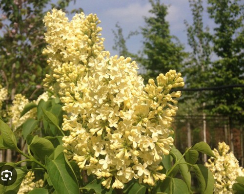Primrose lilac syringa - primrose, lilac~syringa