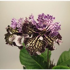 Streptocarpus OD-Caprice-Plug
